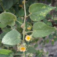 Image result for Sida urens