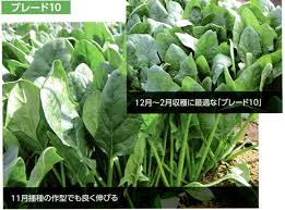 ブレード10 イーハセブン ホウレンソウの品種特性と使い分け ブログ E 種や 国内最大級の野菜種 花種 苗 農業資材の販売店