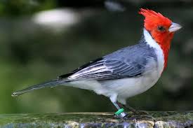 Birds That Start With Red Pin On Birds