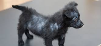 One cause of thinning hair in dogs is fleas have you got a flea control on the dog, if not get some frontline i use it it is excellent. Hair Loss Alopecia In Dogs Petplace