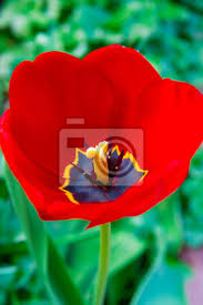 Neue design outdoor garten tulpe blume licht. Tulpe Im Garten Tulpe Blume Im Garten Offene Tulpe Blume Eroffnung Fototapete Fototapeten Schone Landschaften Kann Myloview De