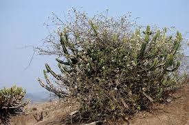 Image result for Ancylobothrys petersiana