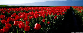 Bella immagine creative commons, utilizzabili per qualunque scopo personale, purché non abbia fini commerciali, per creare uno sfondo desktop o abbellire il display del cellulare, da allegare ad una mail ma anche da stampare per farne un biglietto. Sfondo Fiori Per Due Monitor Campo Hd Migliori Sfondi