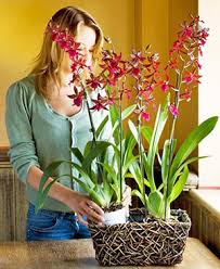 Setelah mengetahui cara menjaga orkid, anda akan dapat mengagumi pembungaan. Peraturan Am Untuk Menjaga Orkid