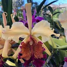 Image result for Angraecum infundibulare