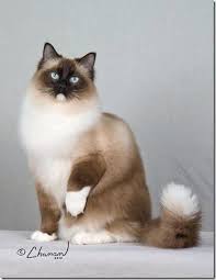 F I P Cats Catsllysine Key 2515185865 Kedi Cats
