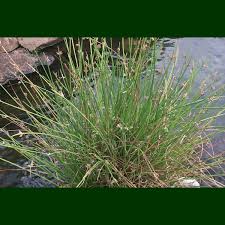 Image result for Cyperus laevigatus