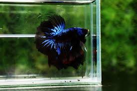 Nice Betta Thailand Co Ltd Betta Fish For Sale Siamese Fighting Fish In 2020 Betta Betta Fish Siamese Fighting Fish