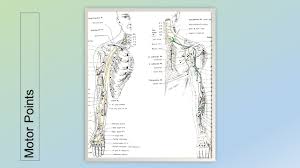 sci stuff motor points dermatomes and peripheral nerve