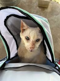 Lost cat Theo in Aldinga area, help needed to find him