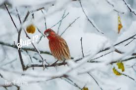 Identify birds in north america for bird watching or as a bird guide. Michigan Birds
