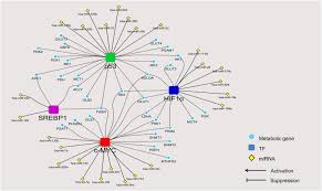 Rather than responding appropriately to the signals that control normal cell behavior, cancer cells grow and divide in an uncontrolled manner, invading normal tissues and organs and eventually spreading throughout the body. Regulatory Network Of Experimentally Verified Mirnas And Oncogenic Download Scientific Diagram