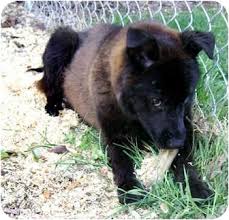 Here's the complete dog mom's guide on how to properly adopt and bring home a rescue dog. Greensboro Nc Chow Chow Meet Clover A Pet For Adoption