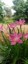 Image result for Zephyranthes minuta