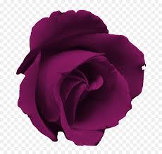 images?q=tbn:ANd9GcTrr6hqN_TKbZuhjDXHoeU