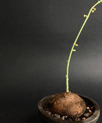 Image result for Salacia erecta