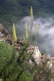 Image result for Resedaceae