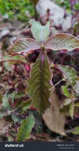 Image result for Sabicea