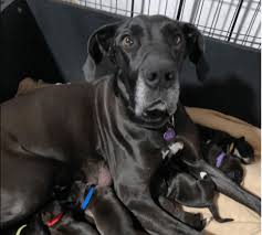 We had discussed getting a great dane. Emaciated Great Dane And Her 12 Puppies Rescued After Abandoned On Street Pet Rescue Report