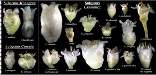 Image result for Cuscuta cassytoides