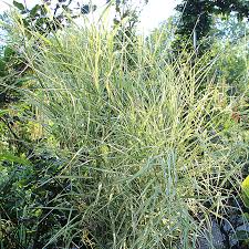 Image result for Phragmites karka