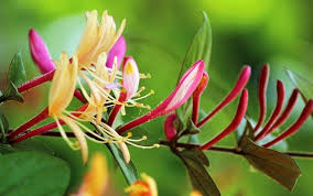 La Fleur De Bach Chevrefeuille Wemystic France