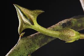 Image result for Ceropegia gracilior