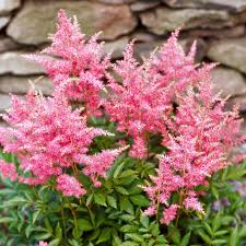 Perennials are the backbone of any garden! Best Perennials For Shade Better Homes Gardens