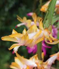 They do not require a lot of special 1. The Curious Case Of The Christmas Cactus Main Broad