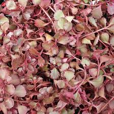 We did not find results for: 10 Stonecrop Succulent Types Sedum Plant Varieties India Gardening