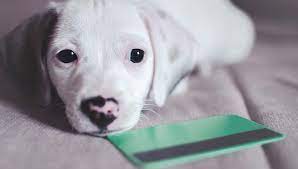 We look forward to working with you and your pet through every aspect of his or her life. The 12 Best Credit Cards For Pet Owners