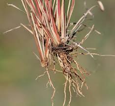 Image result for Aristida pilgeri