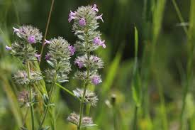 Image result for Micromeria imbricata