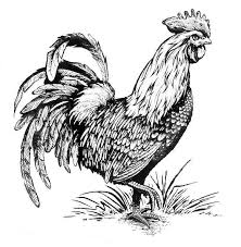 Visit our sister site coloringbookfun.com where we have more than 10,000 coloring pages for kids and adults! Rooster Coloring Pages For Adults Pinterest