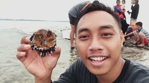 Get landak laut's contact information, age, background check, white pages, bankruptcies, property records, liens, civil records & marriage history. Berburu Landak Laut Bulu Babi Pulau Putri Youtube