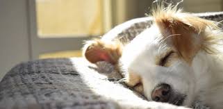 You risk bringing on diarrhea, vomiting, and other stomach issues if you let your. Can Dogs Eat Mustard Pet Consortium