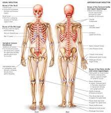 Each system plays an important role, and is made up of several key organs and the unit the human body helps students explore the structures that make up their body, and how the various parts of their body work together. 8 Human Body Ideas Human Human Body Systems Biology