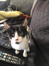 Pirate and his fur friends :D