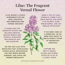 Lilac The Fragrant Vernal Flower The Alchemist S Kitchen Medical Herbs Magic Herbs Witch Herbs