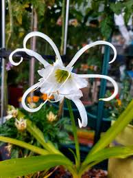 Image result for Ismene narcissiflora