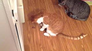 They are experiencing gastrointestinal issues. My Smallish Cat Has Taken To Swallowing Enormous 2 1 2 Roaches Palmetto Bugs Whole And Alive Could There Be Any Bad Health Consequences For This Quora
