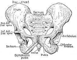 This provides an excellent look at the large and small bowel. Pelvis Anatomy Body Movement Find Your Line