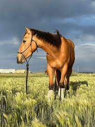 Image result for Light Buckskin 1990 Colt