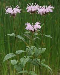 Bee Balm Missouri Wildflowers Nursery In Missouri Bee Balm Garden In The Woods Flower Garden Plants