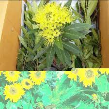 Bunga matahari, mawar merah, bunga apiun Benih Bunga Matahari Sunflower Little Leo Shopee Indonesia