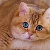 Wanna make your pet famous? 1