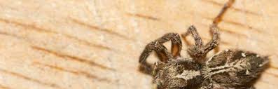 Spiders are no exception, so killing a spider won't attract other pests. How To Keep Spiders Out Of Your Garage Pest Control Zone