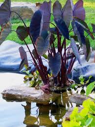 Maybe you would like to learn more about one of these? Adding Plants And Fish To Your Home Water Feature Eichenlaub Inc