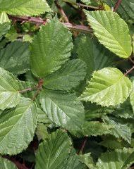 Image result for Rubus chapmanianus