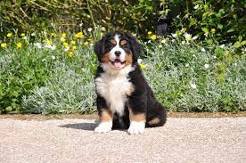 Des saillies sont encore en cours. Quand Un Petit Chiot Bouvier Bernois Decouvre Le Monde